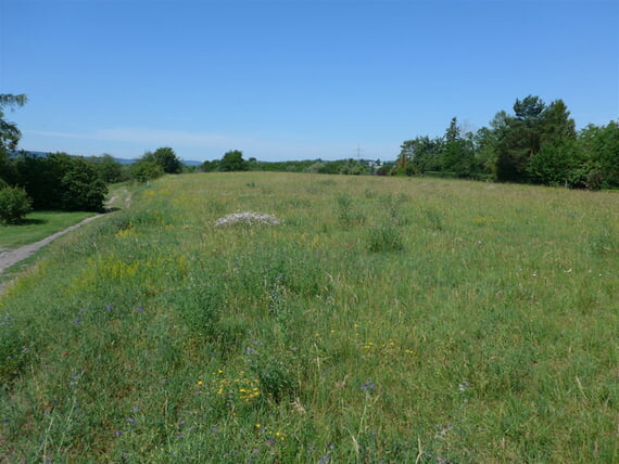 Galgenberg Brackenheim